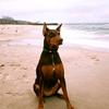 www.doberman