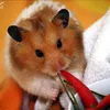 chillihamster