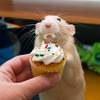 mouse_eating_cupcake