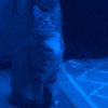 _alexzander2