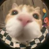 ttnhwi
