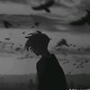 dory_2311