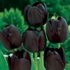 black.tulip8