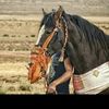 dabbaghi.anoir