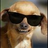 dogcaramelito