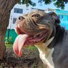SKYE BULLY
