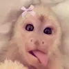 rii_7mil