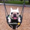 papu_master70