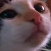 toktikdotcom