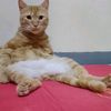 yogi.pancar.prawira.2