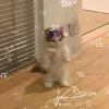 tritranhihi
