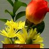malikjaved01235