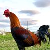 Batulasa Game Farm
