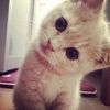 catzuyeon