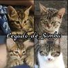 legado_de_simba