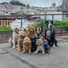 puppyandfriends