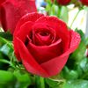 suzanxghrb2