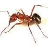 ant______9______1_______