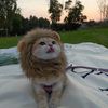mini.cat45