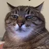 Mèo meo meo