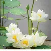 thythao.com