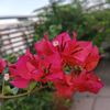 mdsumonvai7098