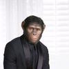 gorilla_smart