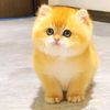 myusma0