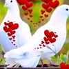 user8104046922122