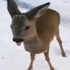alastorfurrylover5