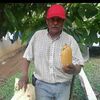 antoniomachafo