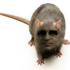 genloss404