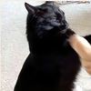 meowhello34