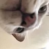 milknotfound404