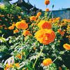🌼