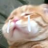 cat.com761
