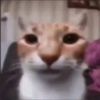 tranxsik