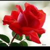 user7980422765491