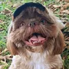 Lucky Chock e Lana cãotricinha