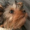 luke_dogg
