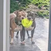 xlbullybrothers