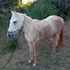 nosilajunior