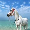manal.maale
