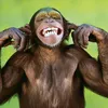 monkeeeeehhhhh