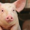 pigs274