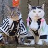 y0ur_local_choco_kitty