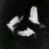 cllbutterfly