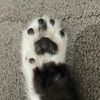 ashgreyj