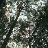rererayna96