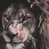 adam.miouni